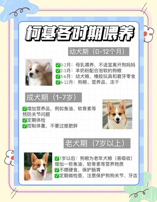 五个月的狗狗怎么喂养