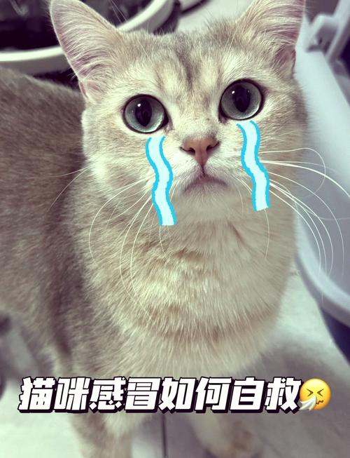 打了疫苗后猫咪有感冒症状