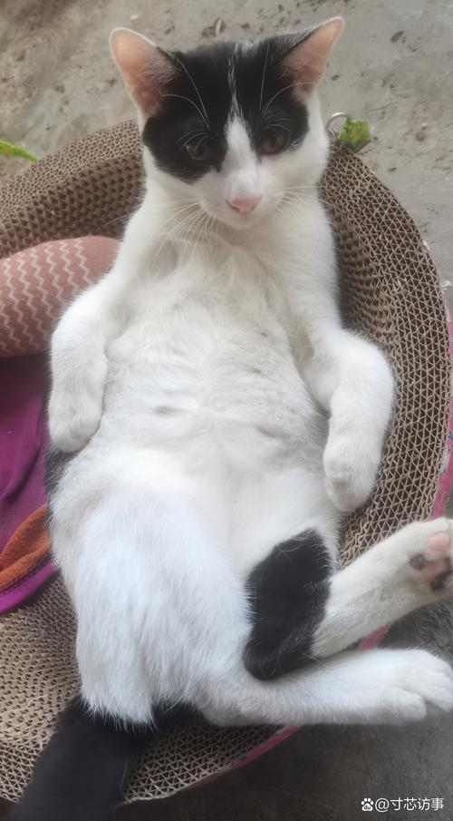 猫咪全身无力一直躺着不吃东西