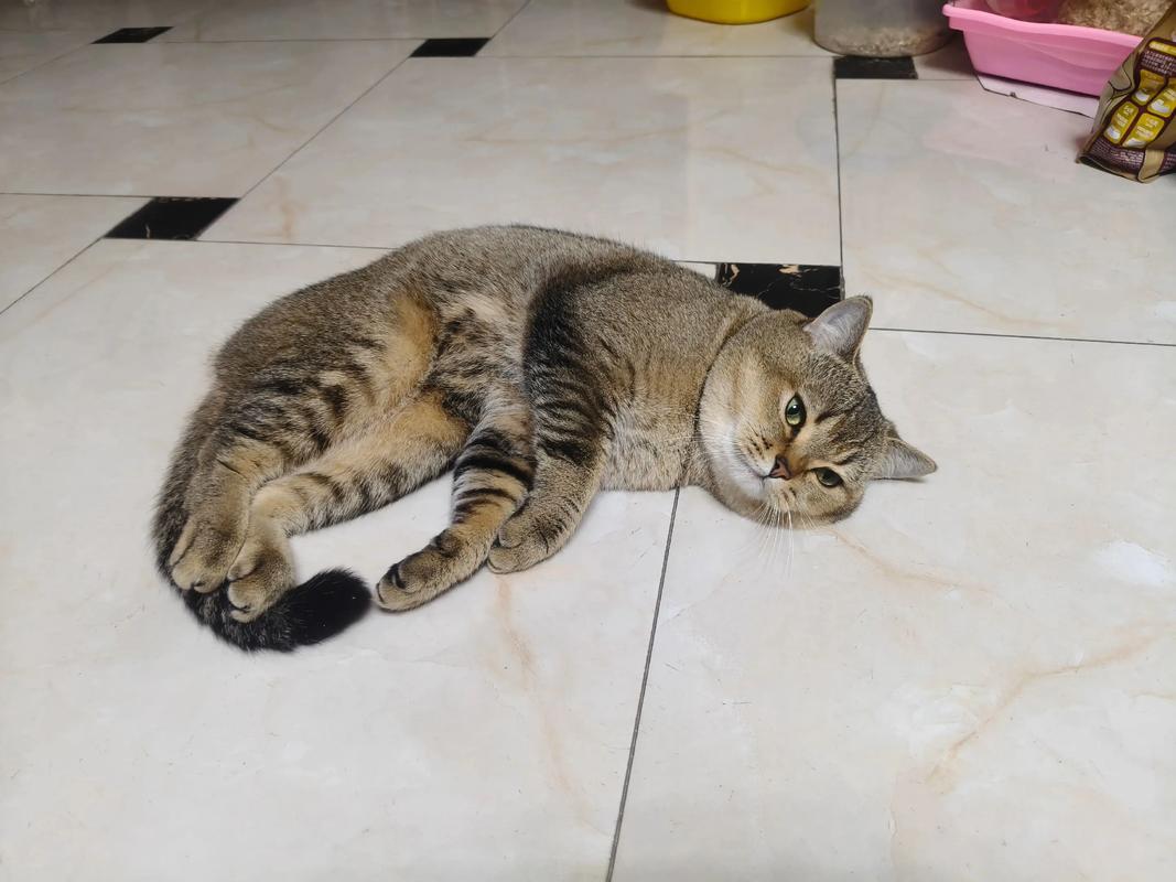 猫咪一直躺着一动不动是什么原因?