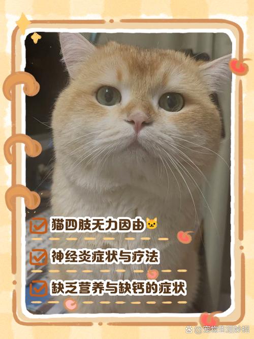 猫咪为什么频繁躺下来