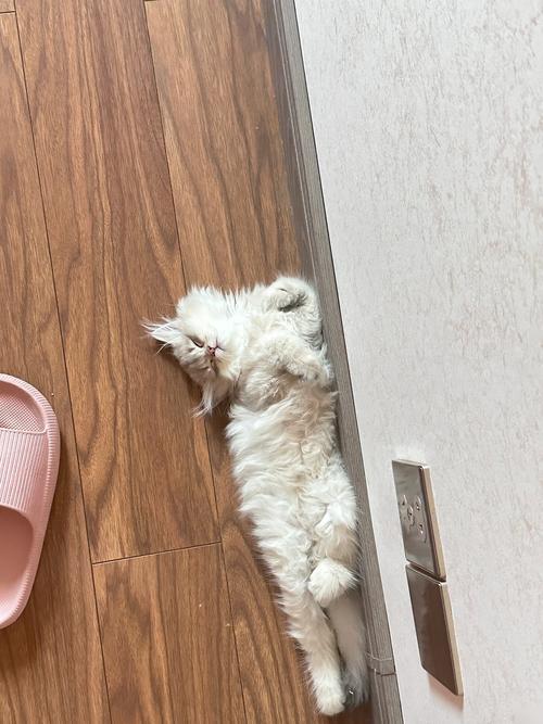 猫一直躺着因为什么原因