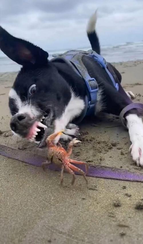 狗狗可以吃螃蟹吗?