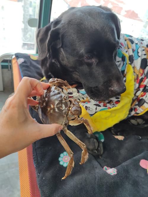 狗狗能吃螃蟹吗