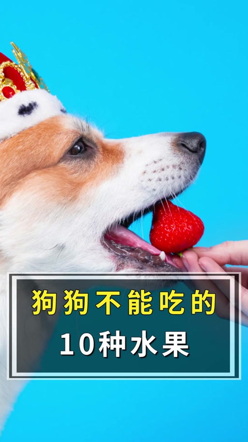 狗狗吃了一颗枇杷会死吗?