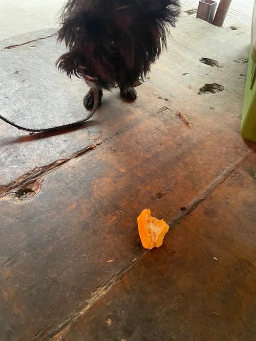 狗狗吃了一个枇杷会有事吗