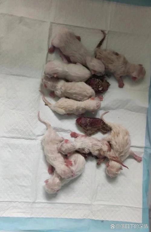 猫咪一般生几只小猫?