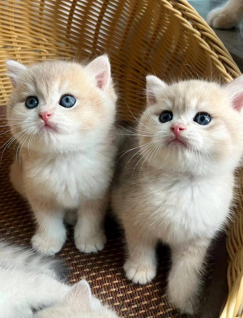 猫咪生几个比较好?