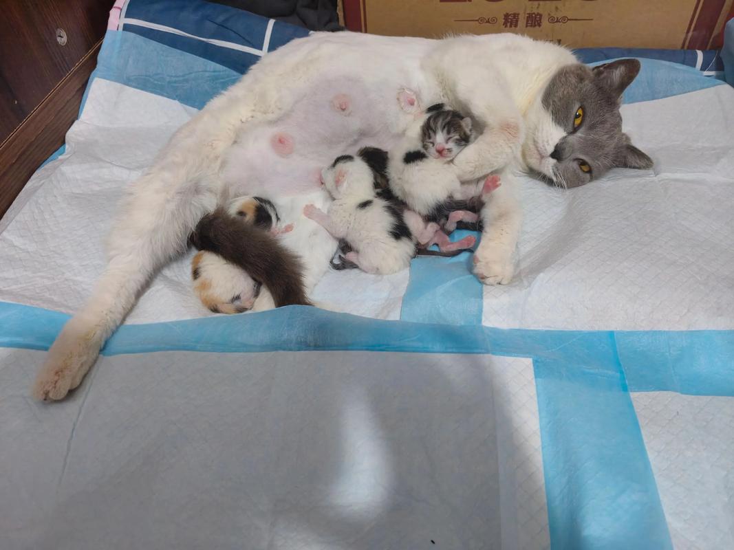 猫咪一般生几个?