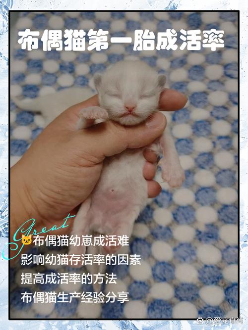 头胎小猫成活率