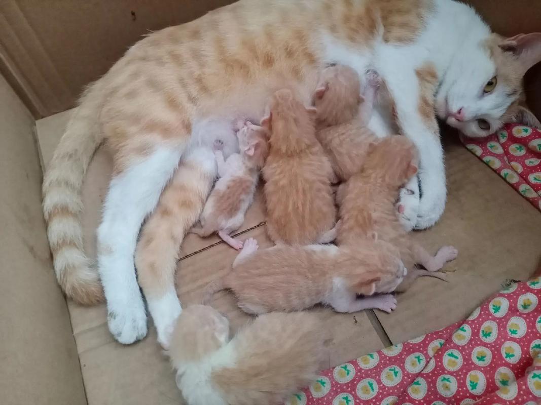 猫一胎生几只小猫比较好