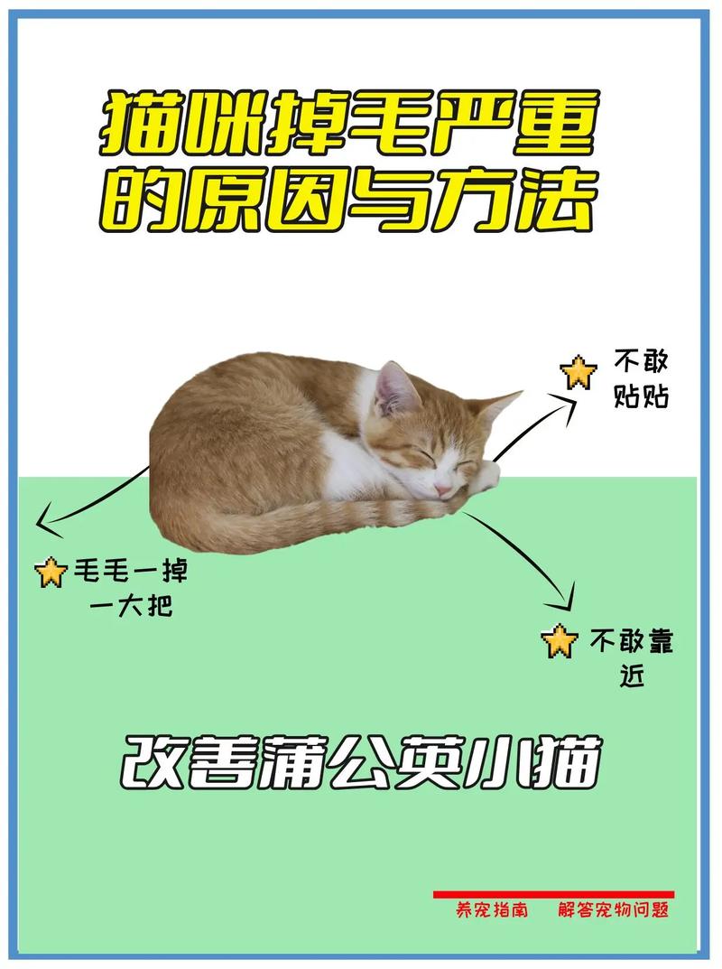 怎么能让猫咪不掉毛
