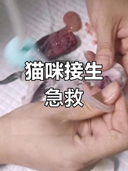 猫咪呛水到肺部多久能自己好