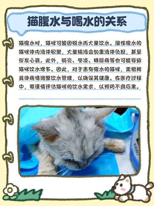 猫咪喂药呛到肺里症状