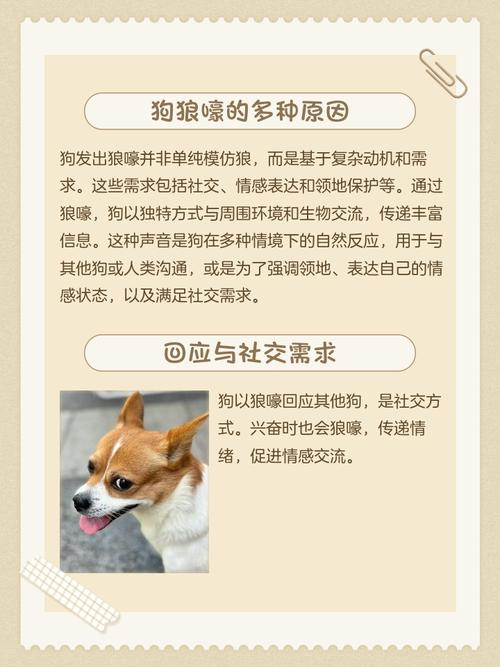 为什么我的狗狗会像狼一样叫