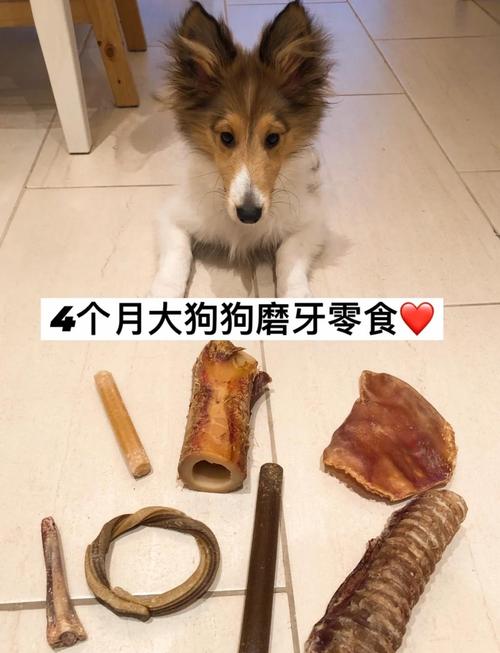 狗狗拔牙后注意什么