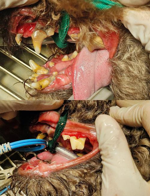 狗狗拔牙后会疼多久?