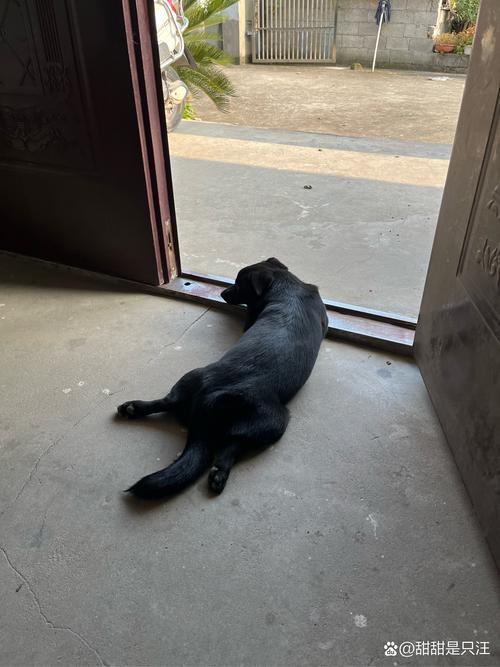 为什么一回家狗狗冲着我叫