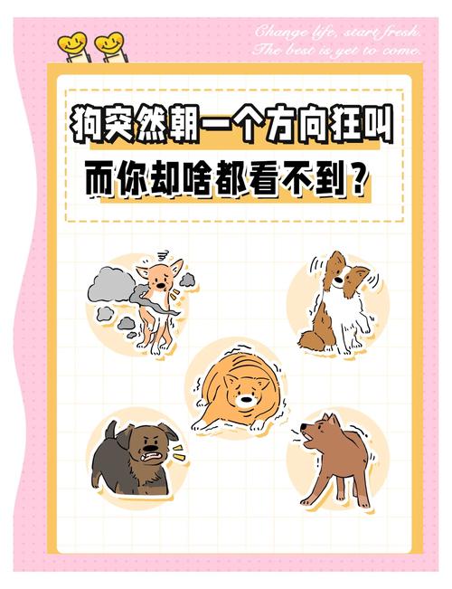 狗追着你叫预示着什么