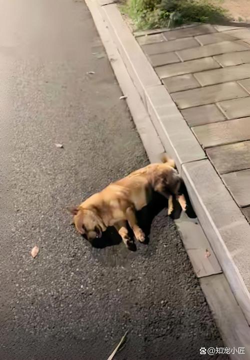 路上碰到狗朝你叫是什么预兆