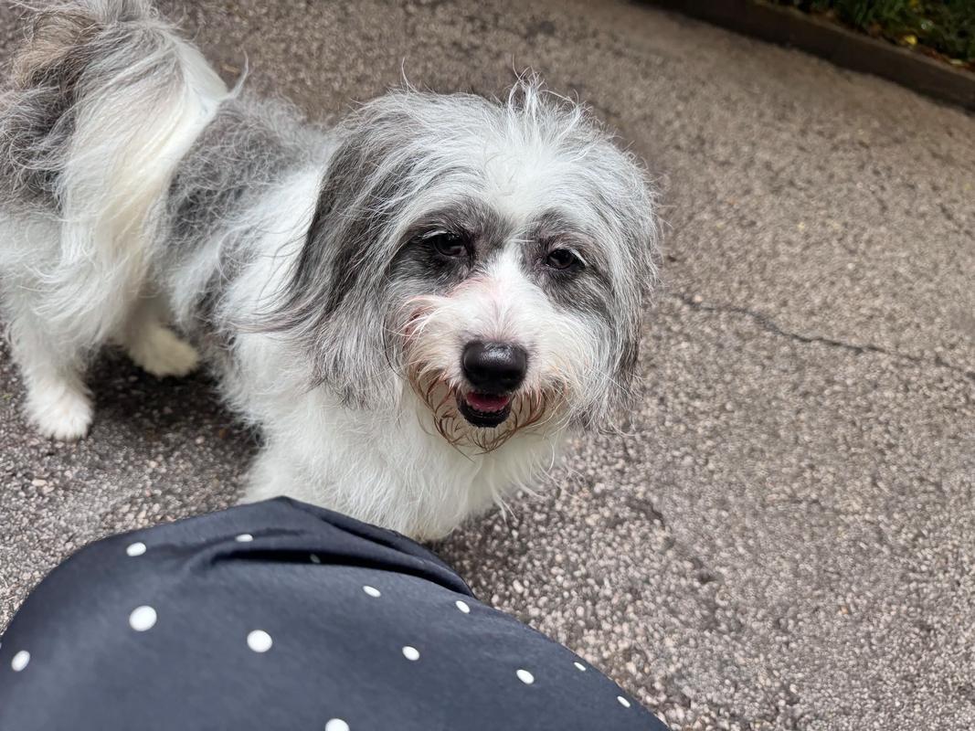 捡来的狗胆子小怕人怎么办