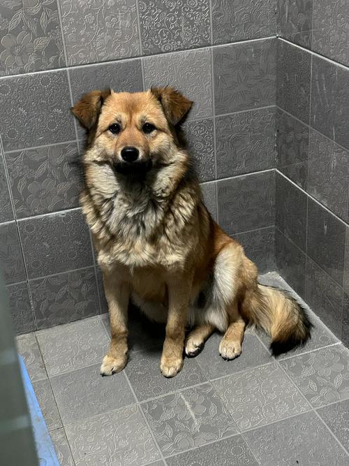 狗狗胆子好小,看见别的狗都害怕怎么办