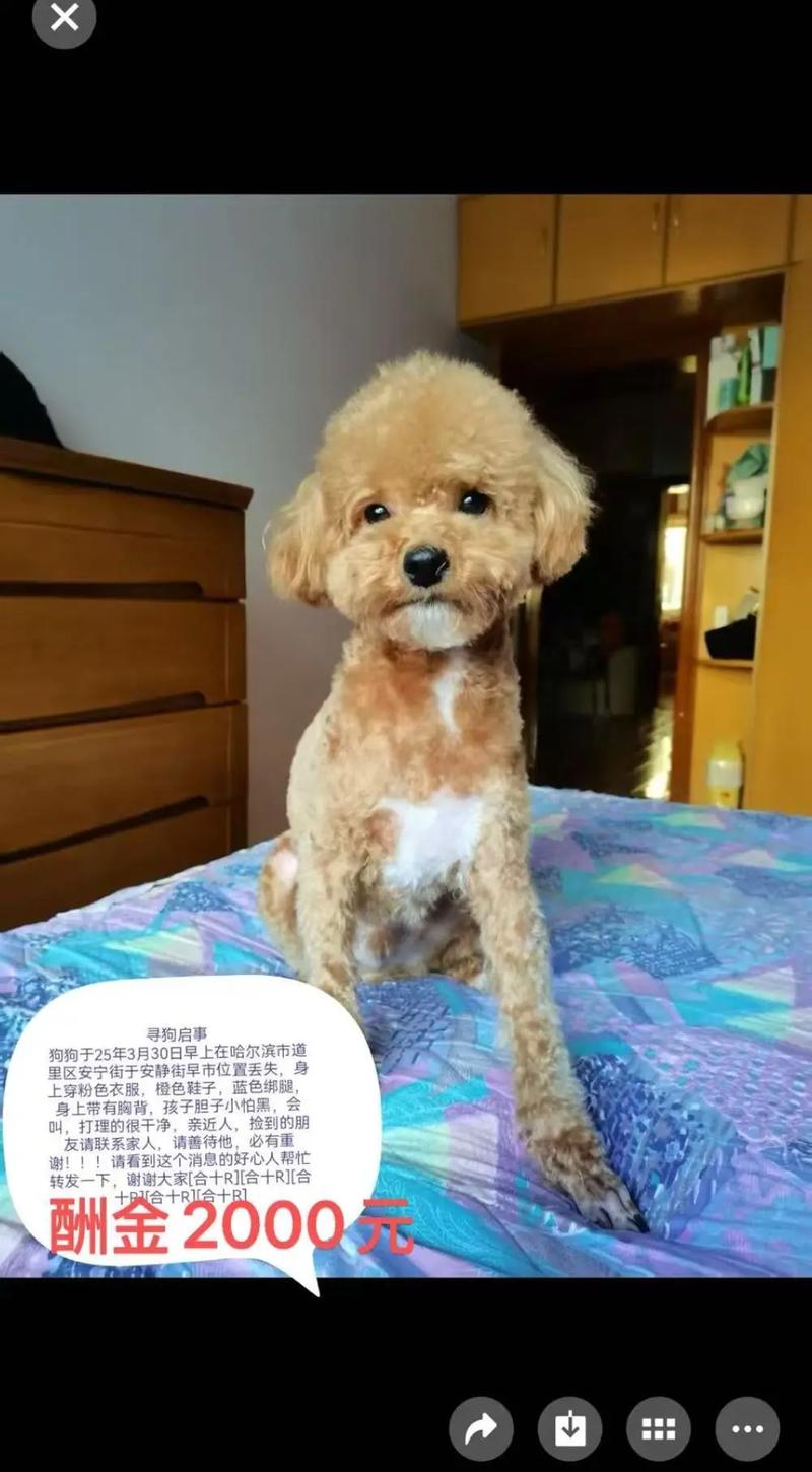 杜高7个月了胆子还是很小怎么办?谁能说一下?