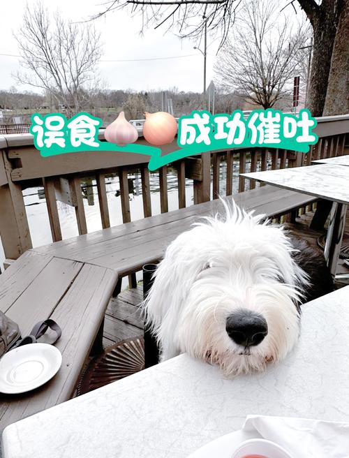 狗狗不小心吃了大蒜怎么办