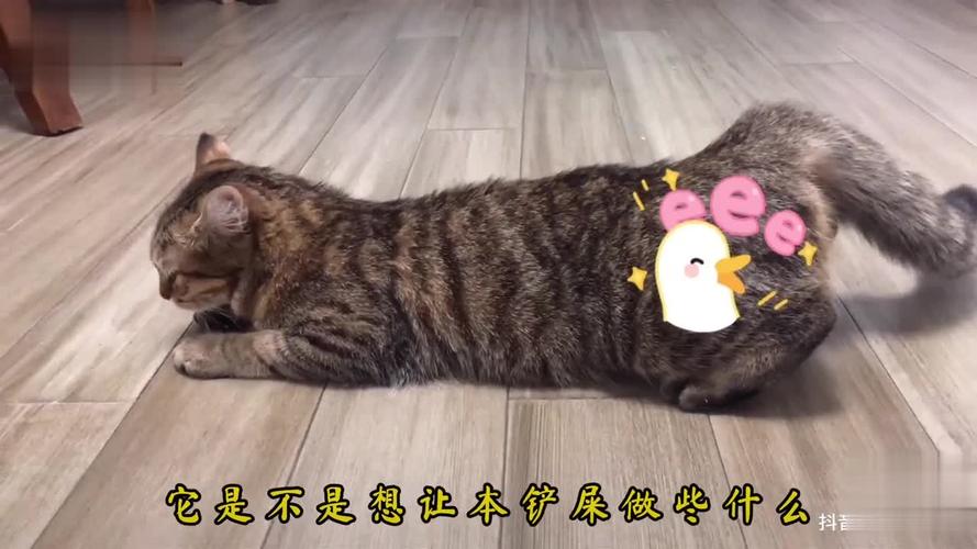 猫咪第一次发情该怎么办?