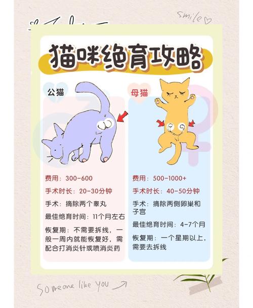 猫咪绝育手术最佳时间段