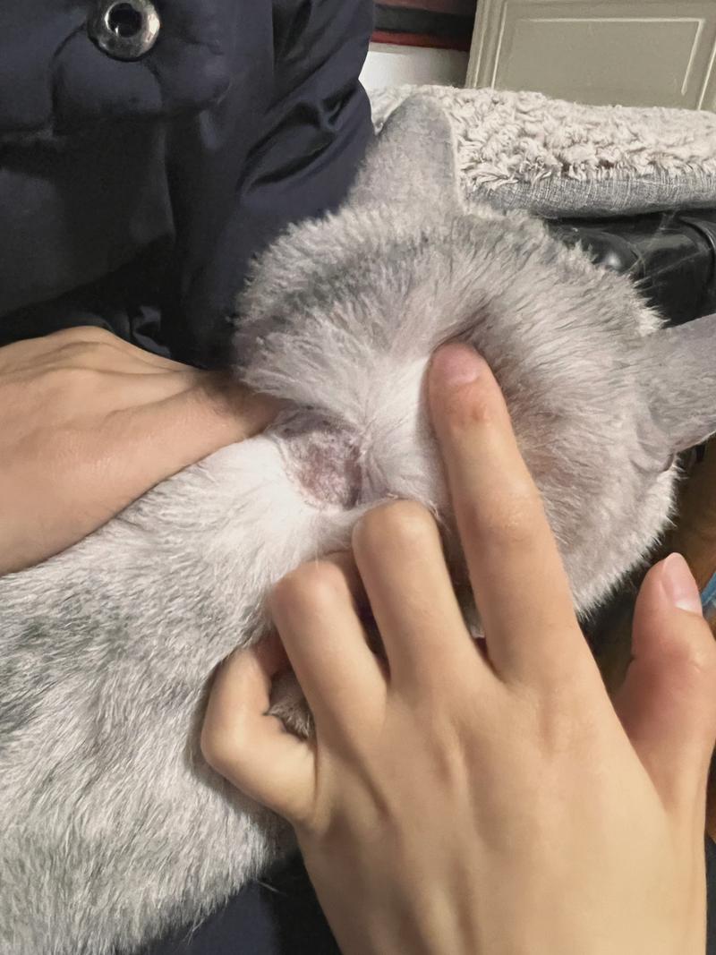 猫毛根部白色结痂