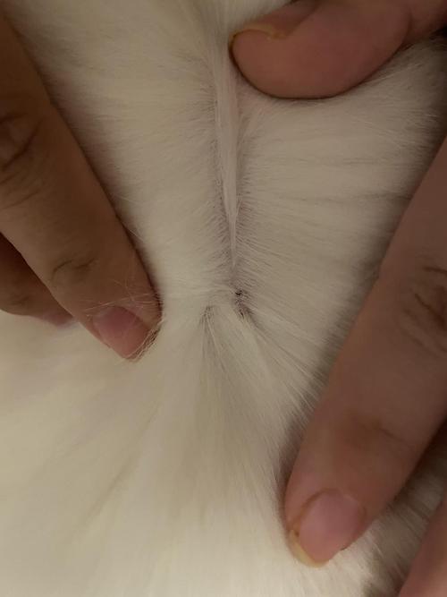 猫毛根部有结痂是怎么回事?