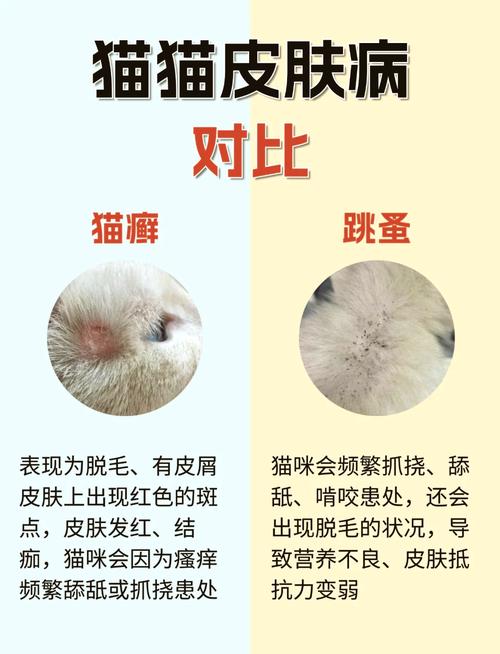 猫掉一撮毛根部带结痂