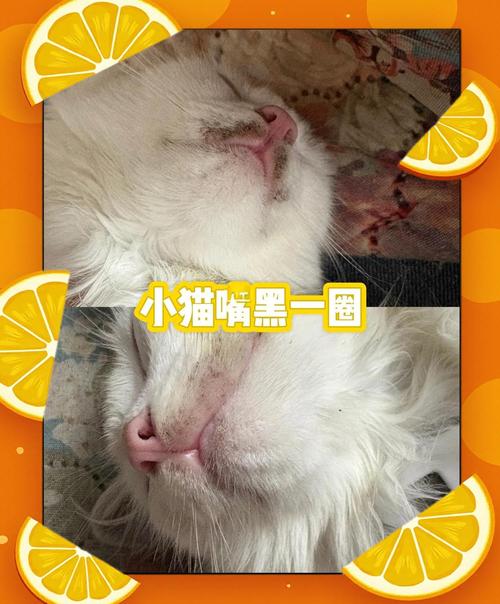 猫咪嘴角毛根部位有红色和黑色结痂怎么办?