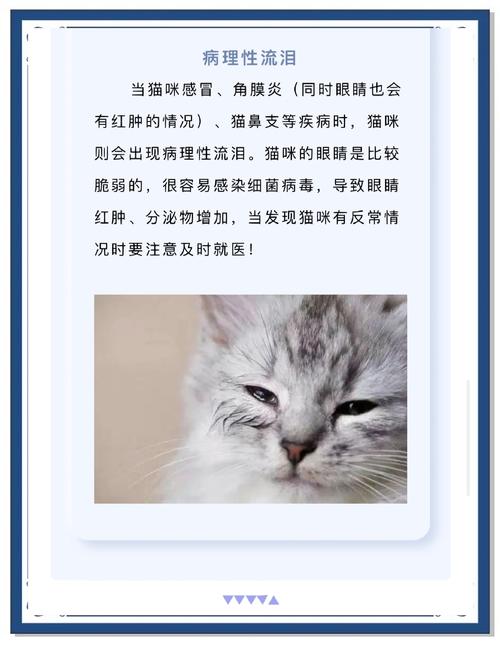 猫咪老是流鼻涕流眼泪怎么办啊