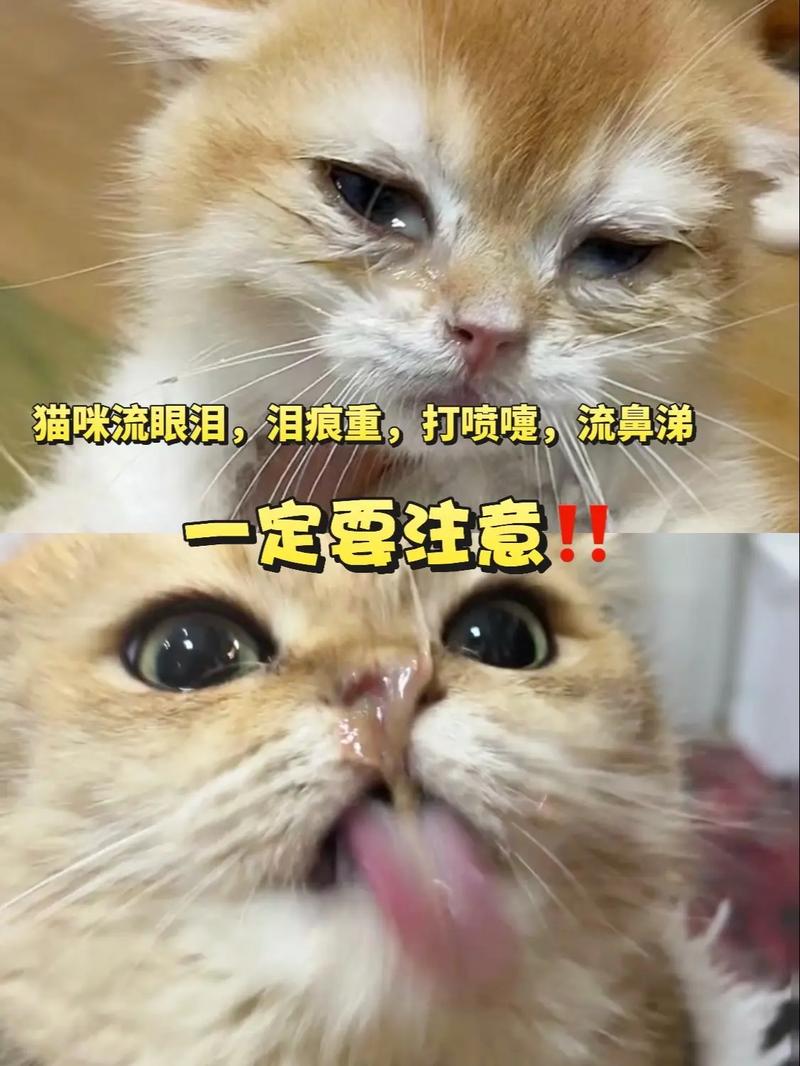 猫咪老是流眼泪是怎么回事