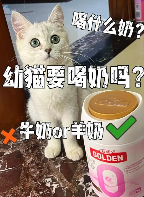 捡来一只小猫,喂点什么好,牛奶?