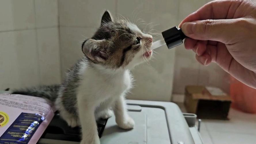 猫猫可以喝纯牛奶吗?