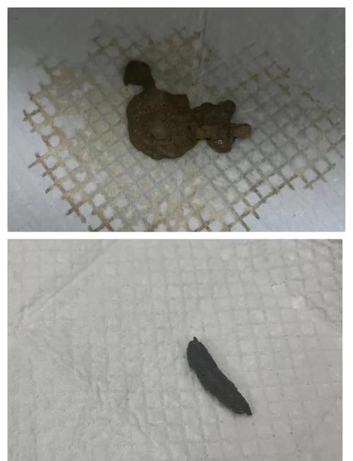 2个月的小狗昨天拉稀今天好了身上好臭可以去宠物店洗澡吗?