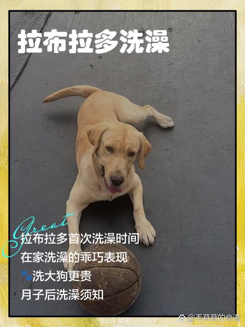 拉布拉多幼犬拉肚子可以洗澡吗?为什么