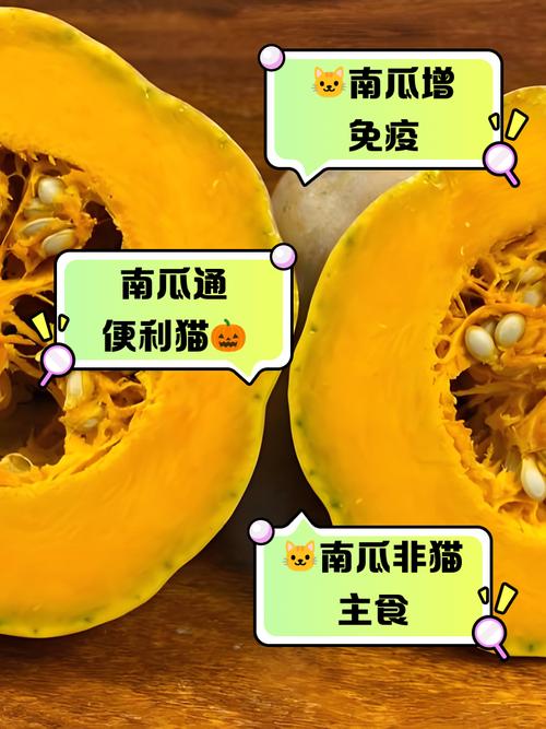 猫一天可以吃多少南瓜?