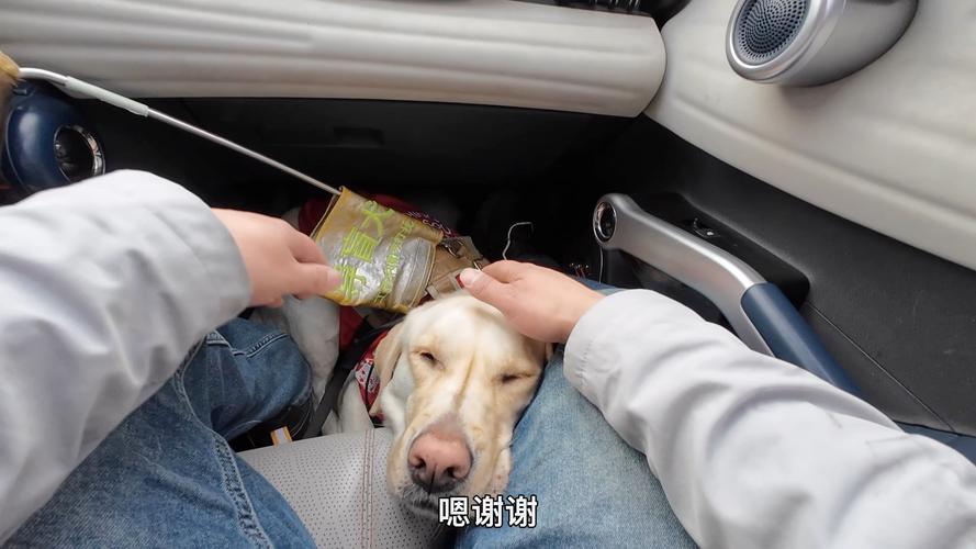 狗狗能坐出租车吗