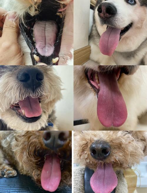 狗狗为什么会露舌尖