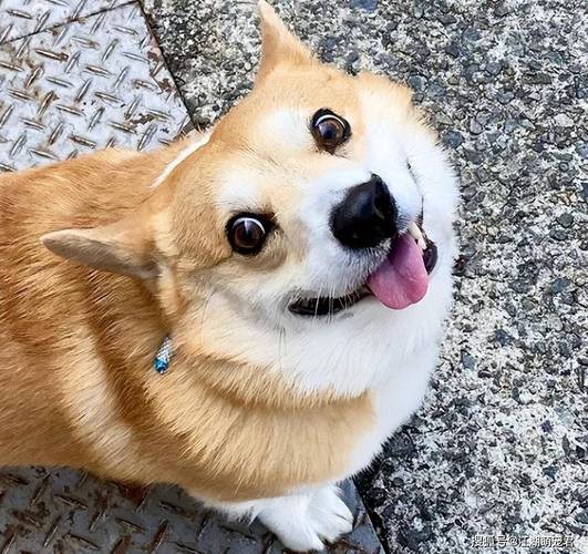 狗狗最近总露出一点舌头尖是在干什么