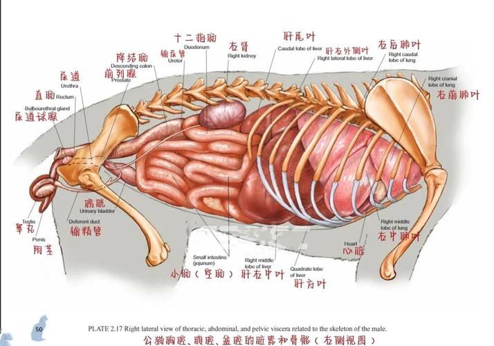 猫能不能吃熟的鱼内脏