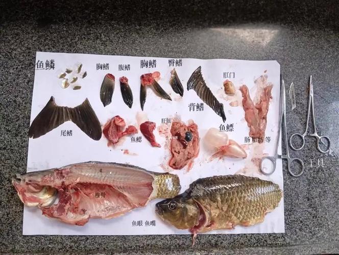 鱼内脏煮熟了可以给猫吃吗