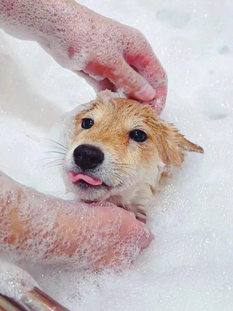 为什么不宜用肥皂给狗狗洗澡?