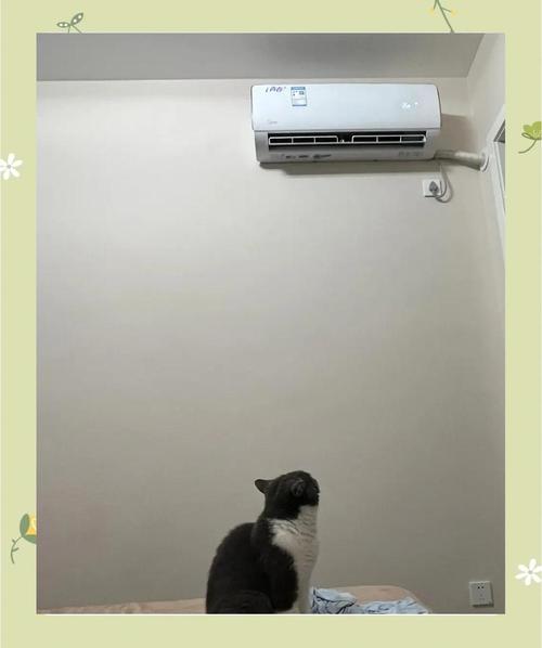 小奶猫环境温度过热有什么危害