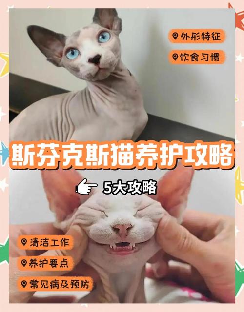 斯芬克斯猫怎么养