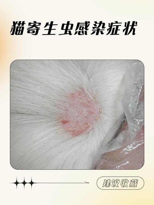 猫咪肚子里有虫子是什么症状